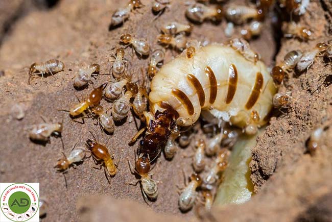 Sử dụng nước - cách diệt mối tận gốc tại nhà đơn giản nhất