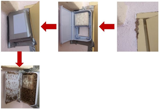 Đặt bả diệt mối Xterm ( Trạm AG)