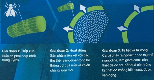 Phương thức hoạt động của bả diệt ruồi Zyrox Fly