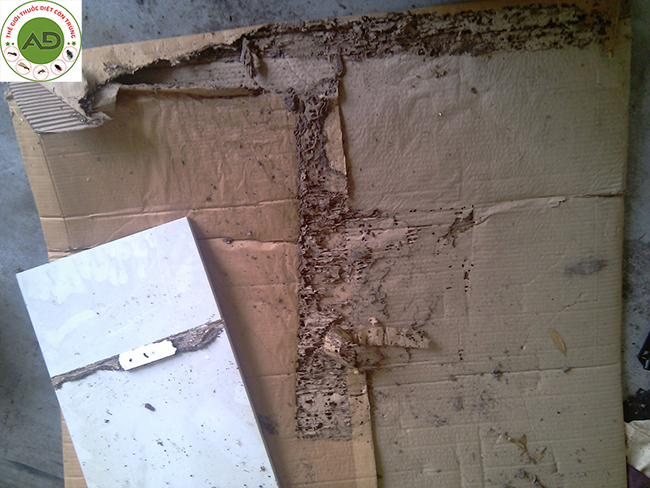 Bìa cát tông diệt mối mọt gỗ