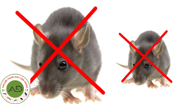 Tại sao phải diệt chuột?