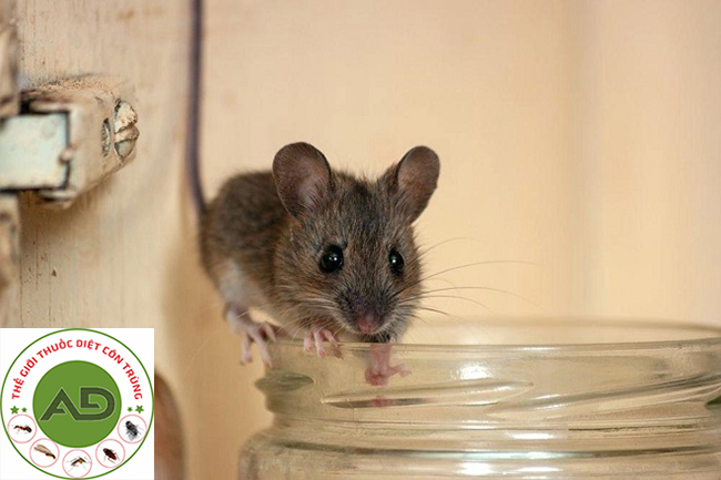 Lời khuyên ngăn chặn chuột