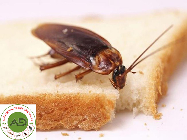 Tổng quan loài gián