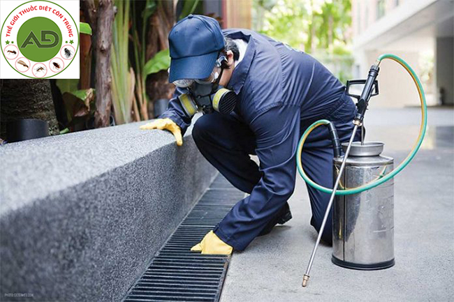 Dịch vụ diệt ruồi tại nhà tận gốc của Anh Đức