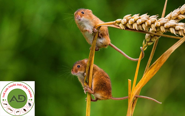 Tại sao cần phải diệt chuột hại lúa gạo ?