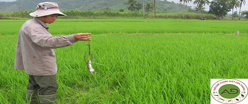 Biện pháp diệt chuột hại lúa