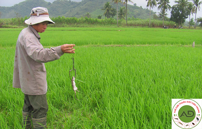 Tác hại của chuột đối với ruộng của nông dân