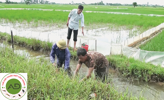 Các biện pháp phòng chuột phá hoại mùa màng