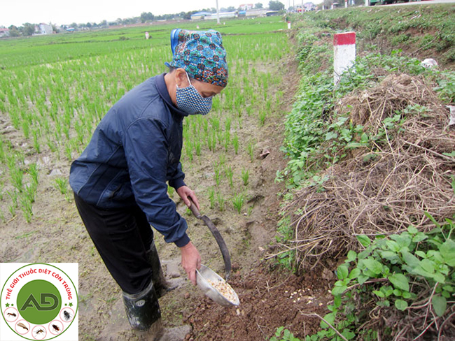 Một số biện pháp để bắt và diệt chuột hại lúa