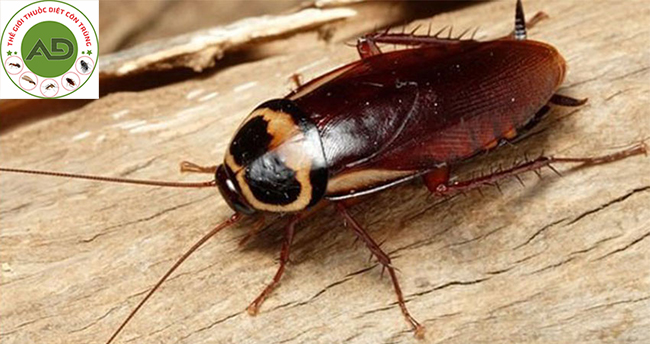 Gián Đức có hại cho con người như thế nào?