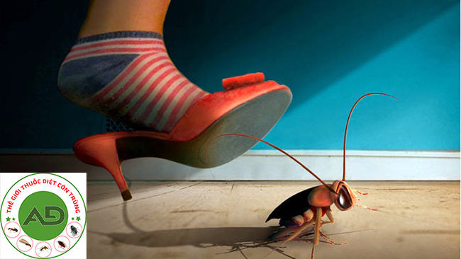 Tại sao gián Đức lại khó tiêu diệt đến vậy và cách tiêu diệt chúng?