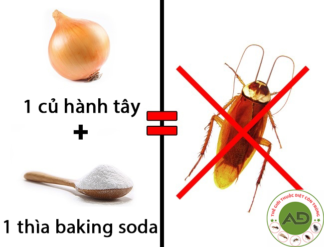 8 cách diệt gián hiệu quả cao, nhanh chóng