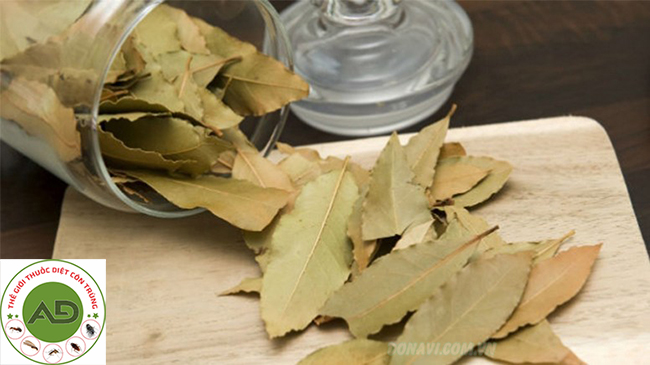 Mẹo đuổi gián trong nhà bằng lá nguyệt quế