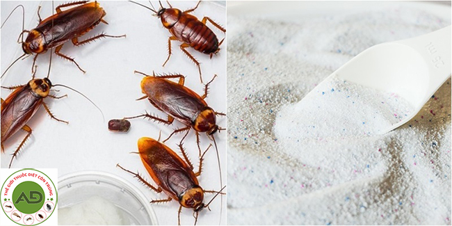 Cách diệt gián hiệu quả bằng bột giặt