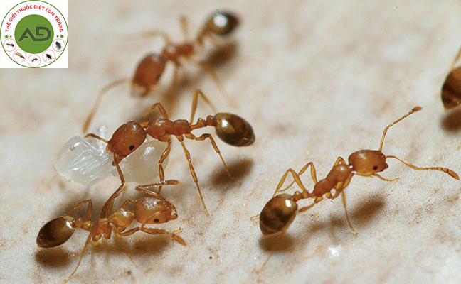 Tìm bả kiến hiệu quả nhất