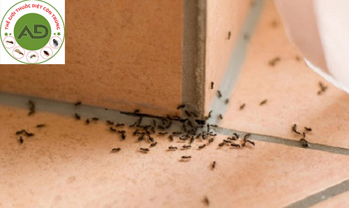 Kiên nhẫn khi thu hút và giết chết kiến bằng bả