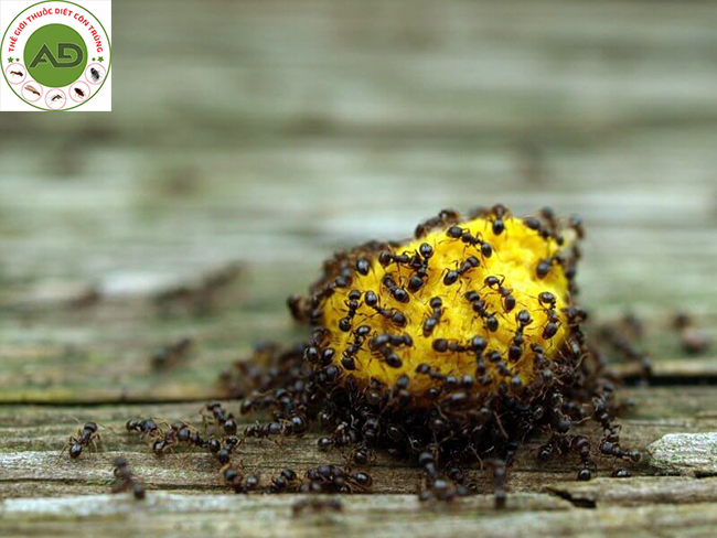 Làm bả kiến tại nhà