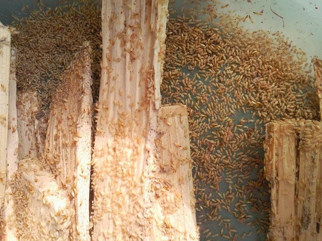 Loài mối phá hoại công trình