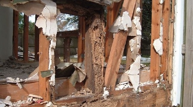 Tác hại của mối gây ra