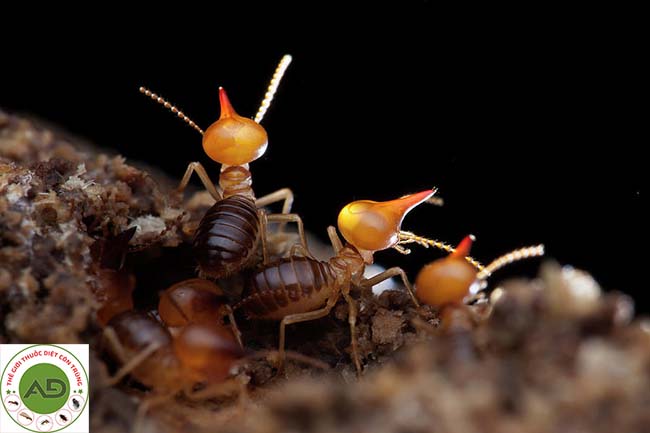 Mối là gì và tại sao bạn phải diệt mối?