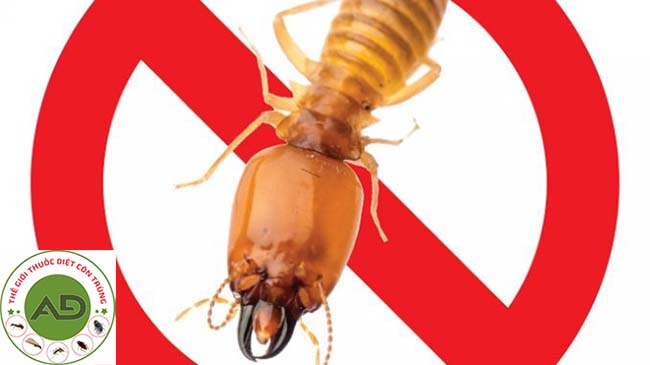 Cách phát hiện mối chính xác