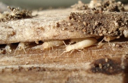 Diệt mối tận gốc Hà Nội