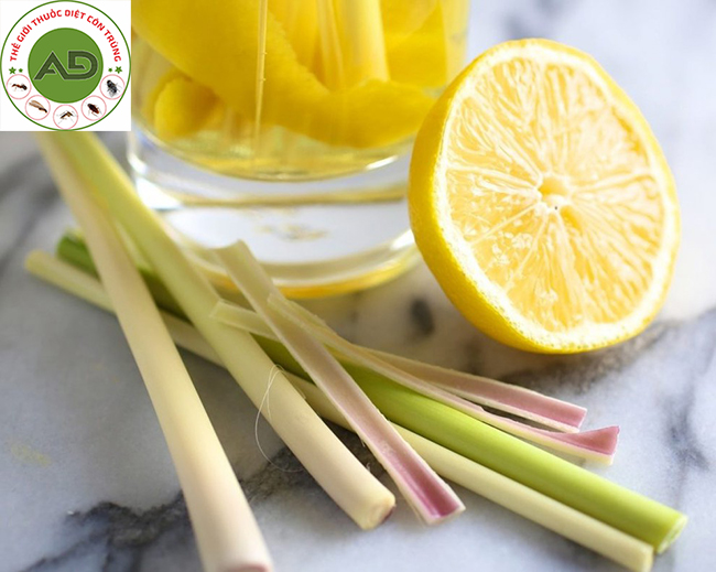 Sử dụng tinh dầu thiên nhiên