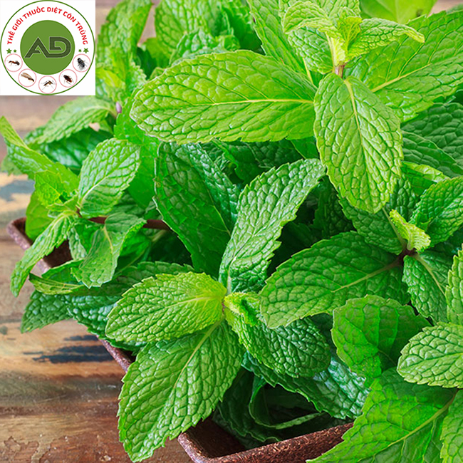 Dùng lá bạc hà diệt ruồi