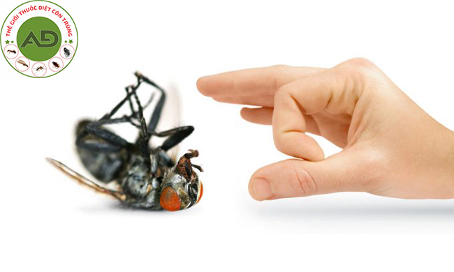 Những cách diệt ruồi đơn giản hiệu quả khó tin