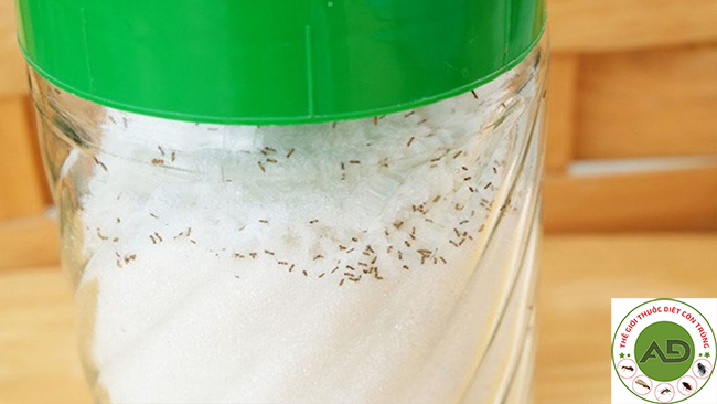 Phương pháp đuổi sạch kiến ra khỏi lọ đường đơn giản