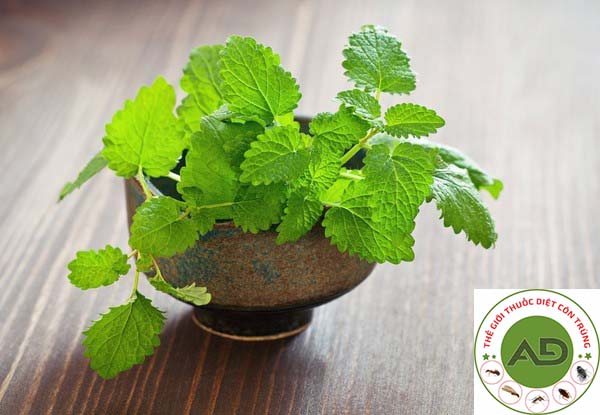 Trồng một số loại cây đuổi muỗi