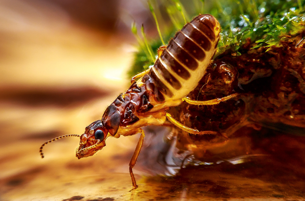 4 cách diệt mối tận gốc tại nhà cực đơn giản