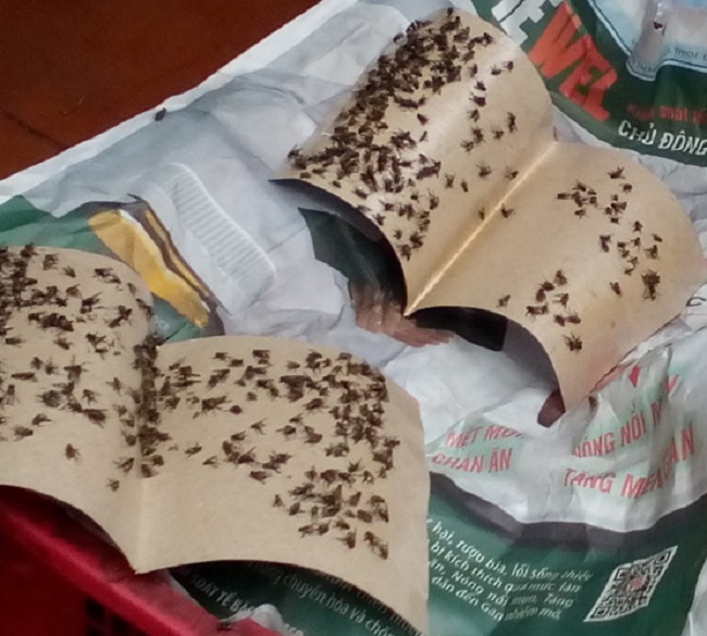 Keo dinh ruoi han quoc