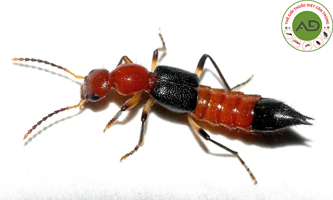 Cách giết kiến ba khoang trong nhà.