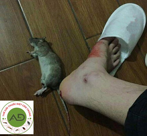 Chuột nguy hiểm thế nào với con người ?