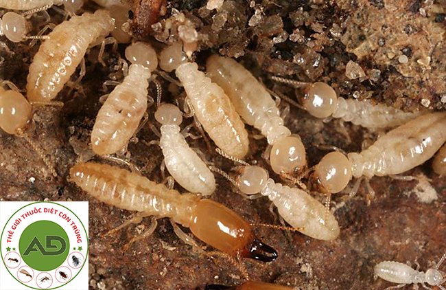 Đặc điểm loài mối