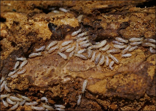 Loại mối gỗ ẩm phá hoại đồ đạc và vật dụng