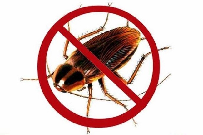 Hình ảnh loài gián gây hại