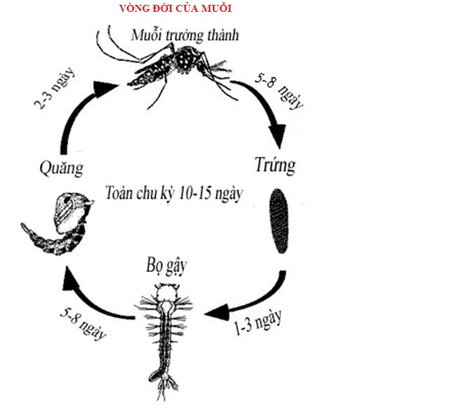 Sơ đồ hình thành sinh sản của muỗi